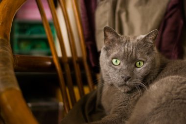 Russian blue cat sit down on old chair clipart