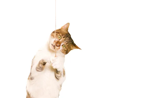 Kedi bir oyuncakla oynar — Stok fotoğraf