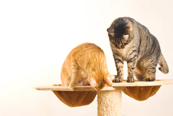 Две кошки играют вместе на трибуне — стоковое фото