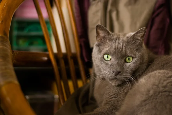 Русский синий кот садится на старое кресло — стоковое фото