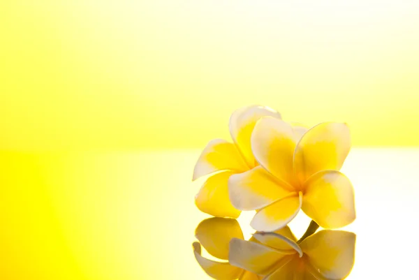 Dwie żółte kwiaty leelawadee pod słońcem — Zdjęcie stockowe