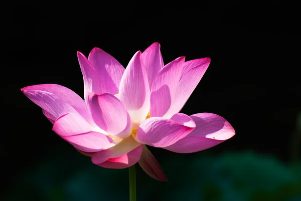 美丽的粉红色莲花盛开 — 图库照片