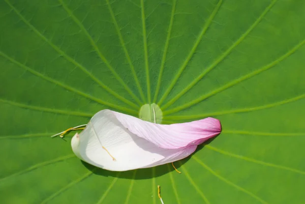 Blütenblatt aus rosa Lotus fällt auf frisches grünes Blatt — Stockfoto