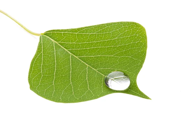 Зеленые листья с каплей — стоковое фото