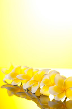 Series yellow Leelawadee flowers clipart