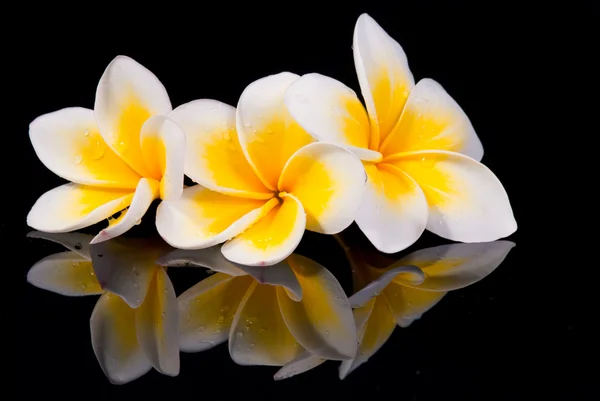 stock image Leelawadee flower and its reflecio