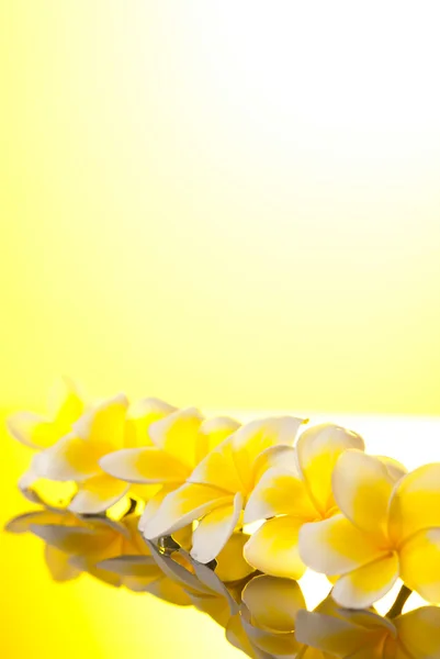 Serie gelbe Leelawadee-Blumen — Stockfoto