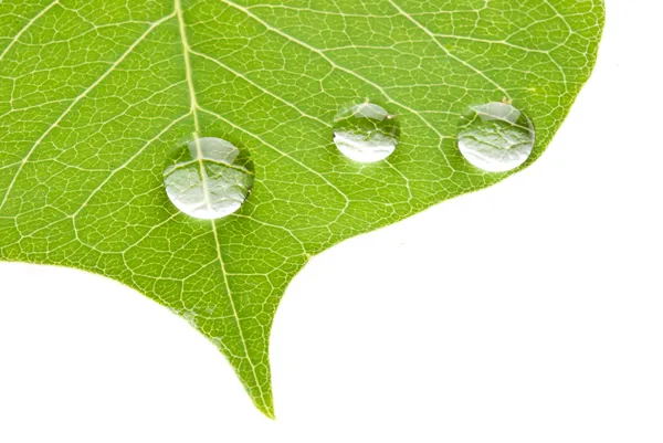 Hoja verde con gota de agua transparente — Foto de Stock