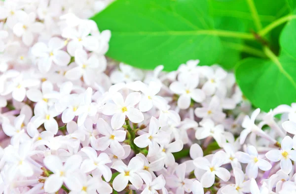 Lilac still life in spring — Stock Photo, Image