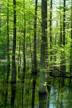 Swamp in the forest clipart