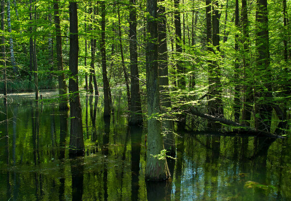 Swamp in the green forest