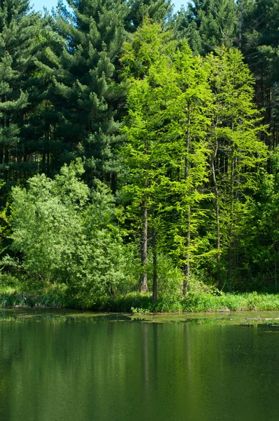 Ліс біля озера — стокове фото