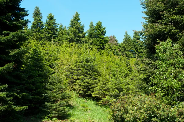 stock image Pine-forest in spring