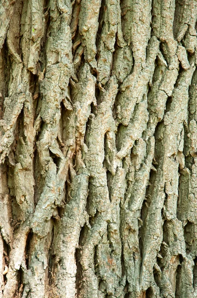 Corteccia di quercia texrure in sole — Foto Stock