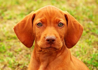 Eight weeks old puppy Hungarian vizsla portrait clipart