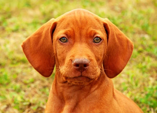 stock image Eight weeks old puppy Hungarian vizsla portrait