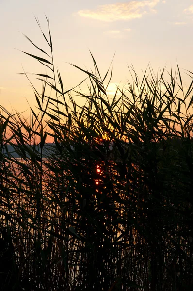 Sylwetka trzciny w zachód słońca nad brzegiem jeziora balaton, Węgry — Zdjęcie stockowe