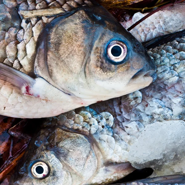 Свежая сырая рыба на продажу — стоковое фото