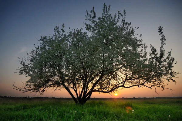 Osamělý strom na poli — Stock fotografie