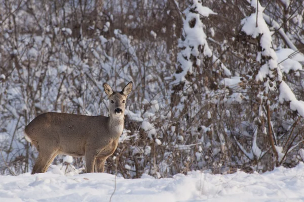 Fallow-deer — Stock fotografie
