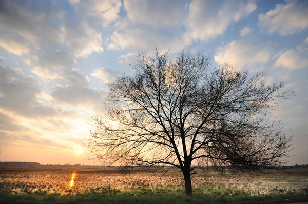 Einsamer Baum auf einem Feld — Stockfoto