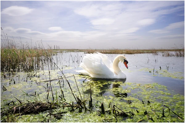 Graceful swan swimming in the lake — Stock Photo, Image
