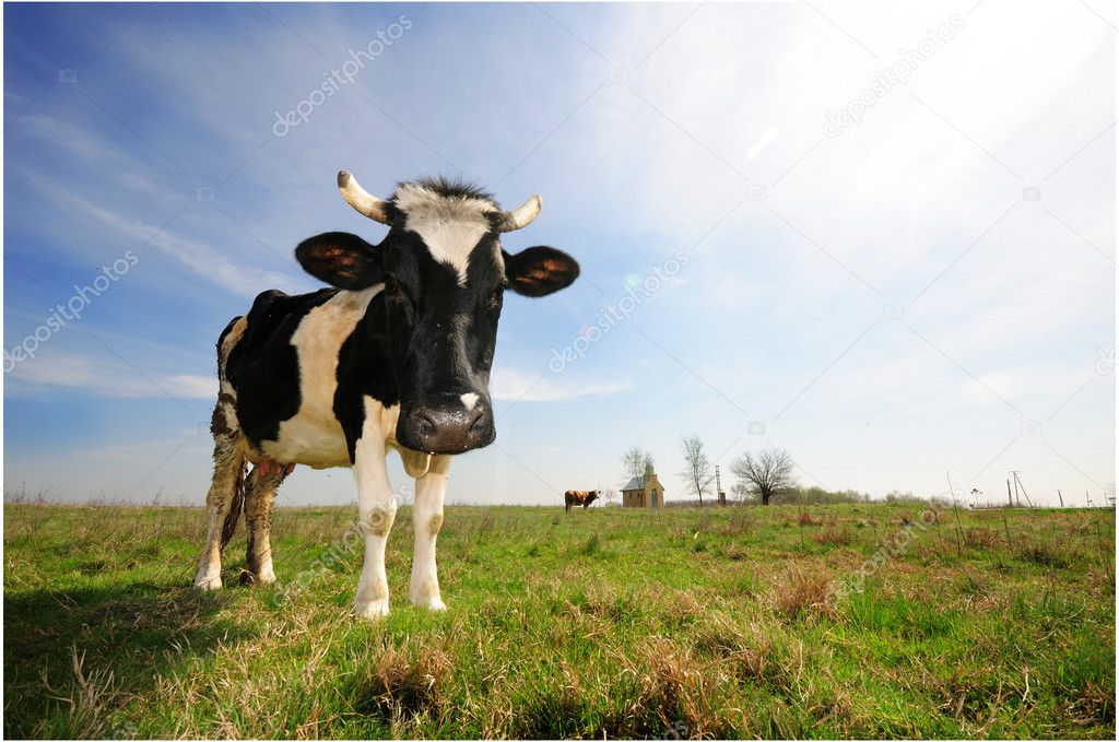 Grazing cow