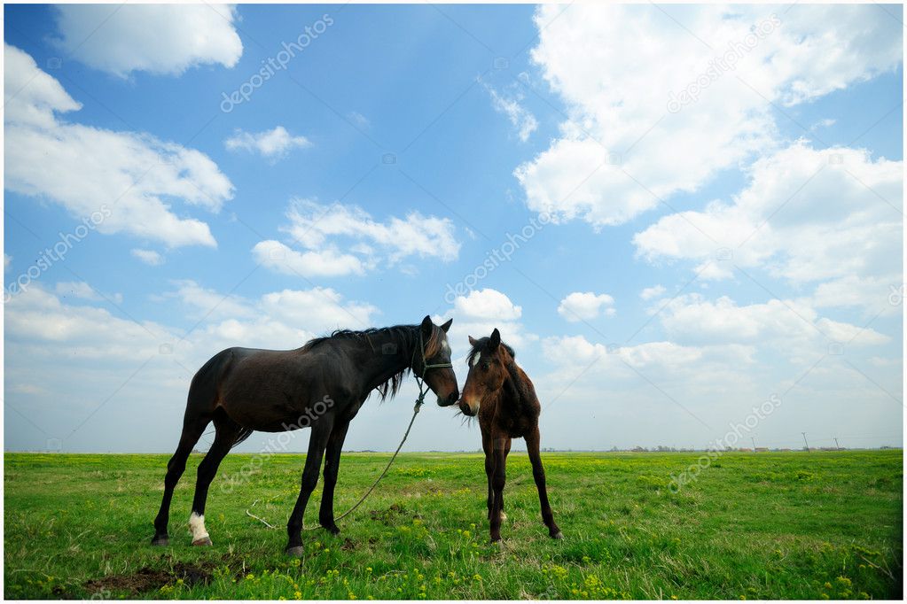 Two sorrel horses © Lucic Nikola