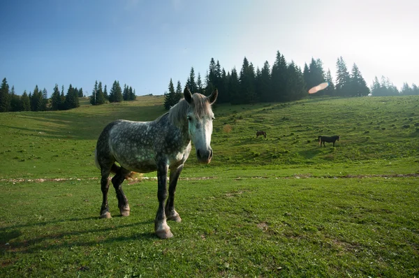 stock image Horse and Field