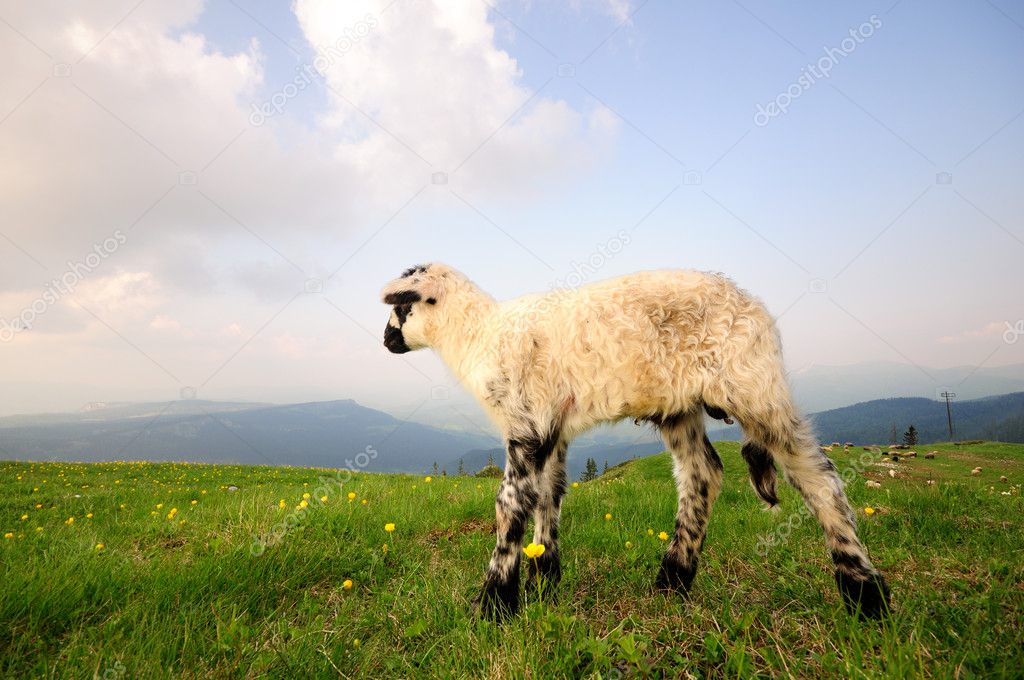 Small Lamb