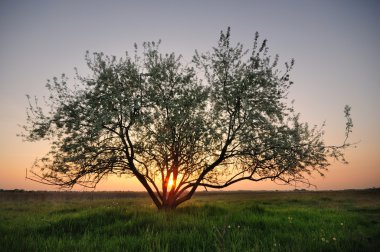 ağaç alanında, günbatımı, gökyüzü