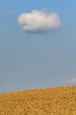 buğday tarlası