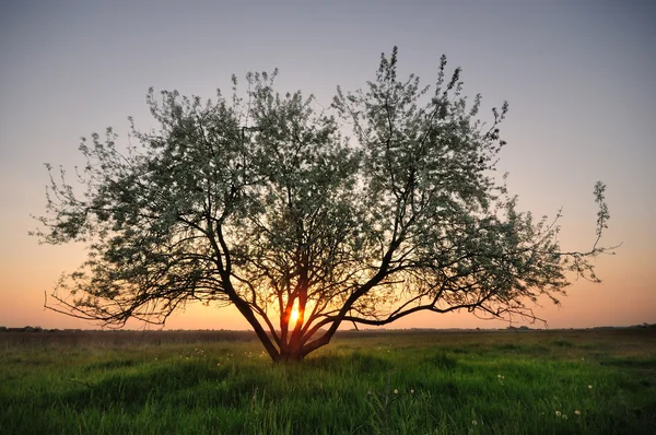Baum im Feld und Sonnenuntergang Himmel Stockbild