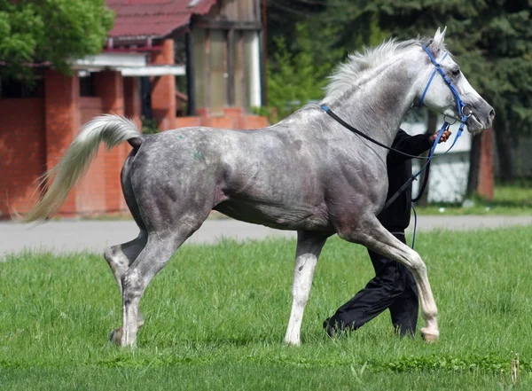 Vackra häst. — Stockfoto