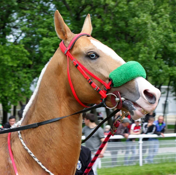 Akhal-teke häst. — Stockfoto