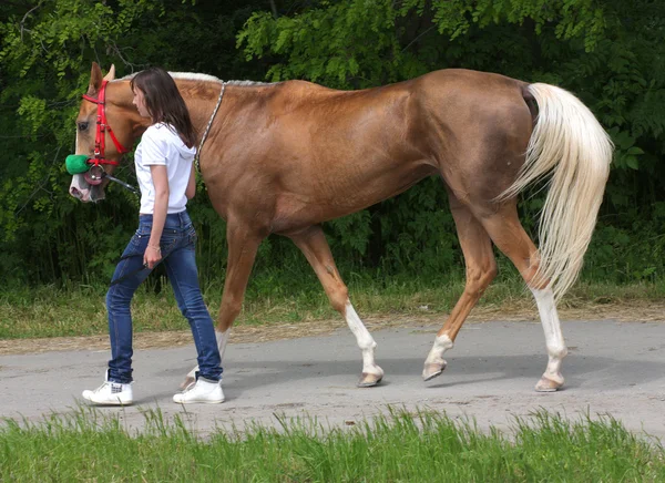 Menina e seu cavalo, Cáucaso do Norte, Rússia . — Fotografia de Stock