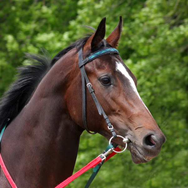 Belo cavalo. . — Fotografia de Stock