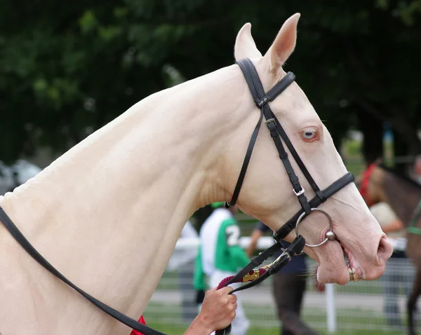 Золотой конь Туркменистана. — стоковое фото