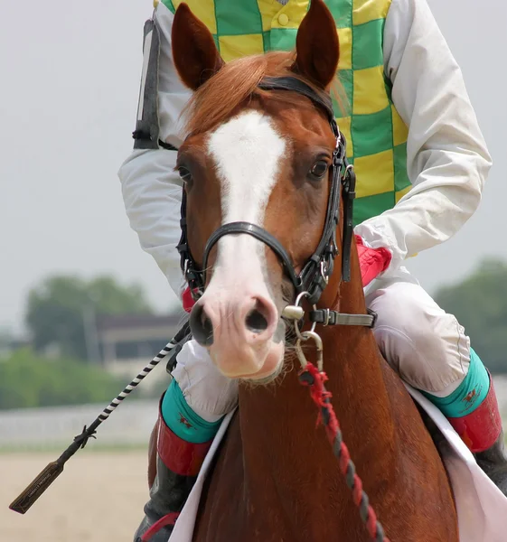 Portrét koně. — Stock fotografie