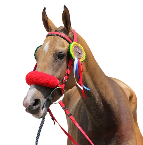 Portret van paard. — Stockfoto