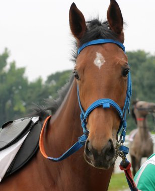 Portrait of brown horse clipart