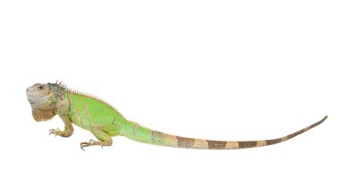 Iguana clipart