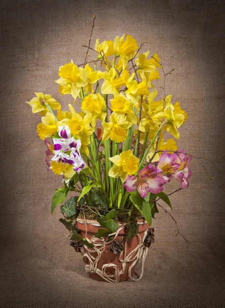 The spring arrangement of daffodils in a ceramic pot — Stock Photo, Image