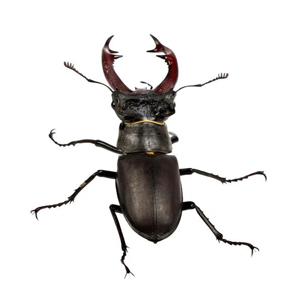 stock image A male stag beetle