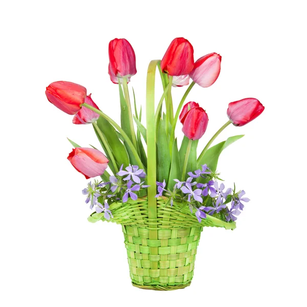 Buquê de tulipas vermelhas em uma cesta verde isolada em umas costas brancas — Fotografia de Stock