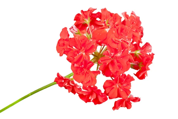 Rode geranium — Stockfoto