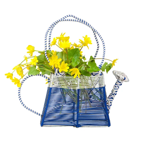 Watering with a bouquet of buttercups — Stock Photo, Image
