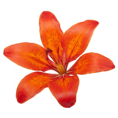 Tiger Lily clipart