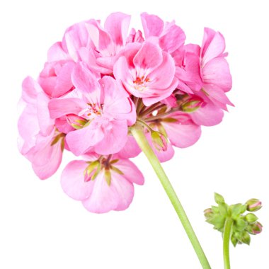Rose geranium clipart