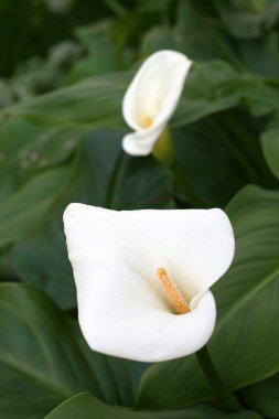 calla-zambak